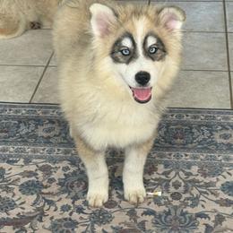 Rubble - Wolf sable male Pomsky puppy in Lewiston, Minnesota from Family Pomsky