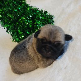 Girl 2 - Fawn female Pug puppy in Blountsville, Alabama from Rock Springs Pugs