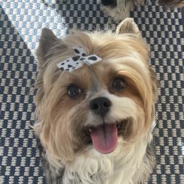 Jovi - Biewer Terrier