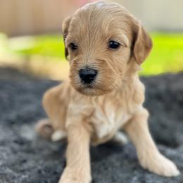Virginia - Apricot female Goldendoodle puppy in Twin Falls, Idaho from Magic Valley Family Doodles