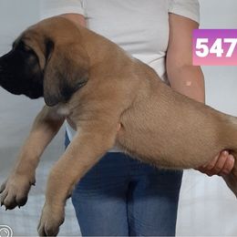 AKC PUP 547 - Fawn female Mastiff puppy in Ava, Missouri from Ozark Mountain Mastiffs
