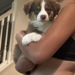Female Red Tri - Red tri-color female Australian Shepherd puppy in Hardy, Virginia from Greight Aussies