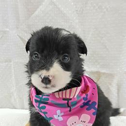 Border Collie Puppies from Stag Valley Homestead