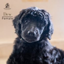 Poodle Puppies from Wilson Family Poodles