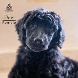 Poodle Puppies from Wilson Family Poodles