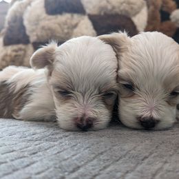 Havanese and Rottweiler Puppies from AKC Rottweilers and Havanese