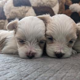Havanese and Rottweiler Puppies from AKC Rottweilers and Havanese