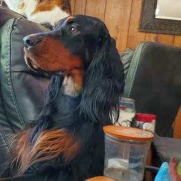 Adele - Gordon Setter