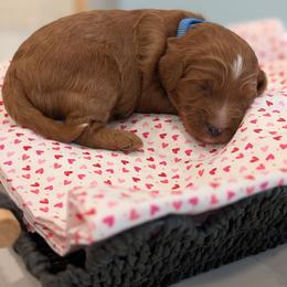 Blue collar boy - Red male Cavapoo puppy in Mapleton, Illinois from Gardner Lane Puppies