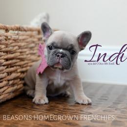 French Bulldog Puppies from Beason’s HomeGrown Frenchies