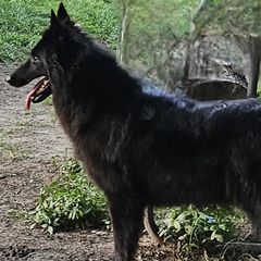 Belgian Sheepdogs from Kimberly Perry