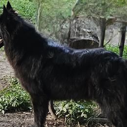 Belgian Sheepdogs from Kimberly Perry