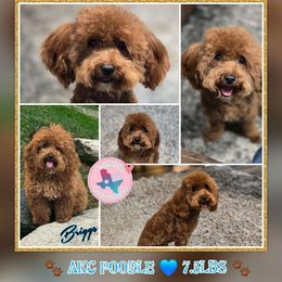 Briggs - Poodle