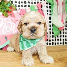 Riley - Buff male Cocker Spaniel puppy in Rattan, Oklahoma from Double M Cocker Spaniels