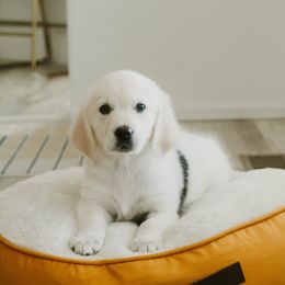 Golden Retriever Puppies from Arrowhead Kennels