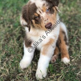 Australian Shepherd Puppies from Mika’s Aussies