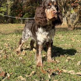 English Springer Spaniel Puppies from Willow Creek Farms