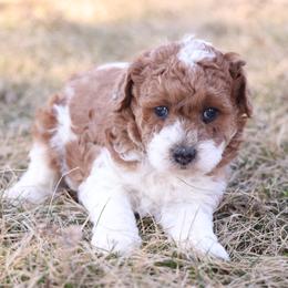 Butterscotch Boy - Red male Whoodle puppy in West Bend, Iowa from Blue Skies Terriers