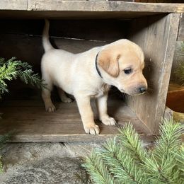 Johnny - Labrador Retriever puppy from Osborne Family Retrievers
