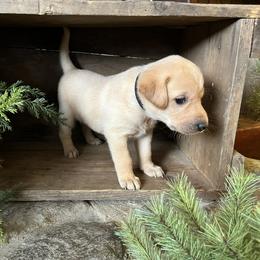 Johnny - Labrador Retriever puppy from Osborne Family Retrievers