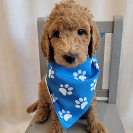 Rocky (Light Green Collar) - Apricot male Goldendoodle puppy in Lincoln, California from Lincoln Goldendoodles