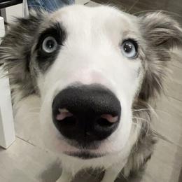Border Collie Puppies from Cahill’s Canines