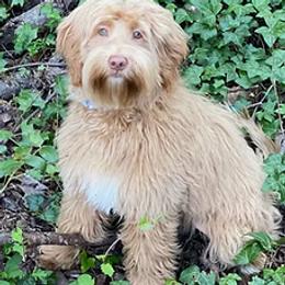 Stella - Goldendoodle