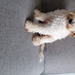 Quinn - Goldendoodle