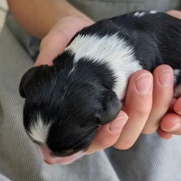 Golden Retrievers from TLC Pups