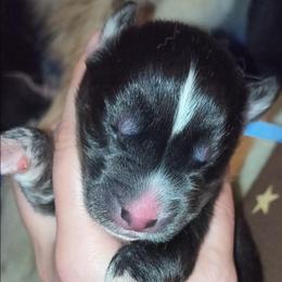 Mercer - Sable and white male Siberian Husky puppy in Richland, Mississippi from Feazell’s Siberian Huskies