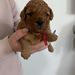 Red - Apricot female Goldendoodle puppy in Meridian, Idaho from Goldendoodle of Idaho