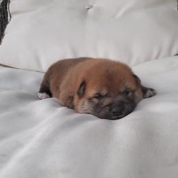 AVAILABLE SHIBA FEMALE - Red female Shiba Inu puppy in Nevada from LAS VEGAS PUPPY