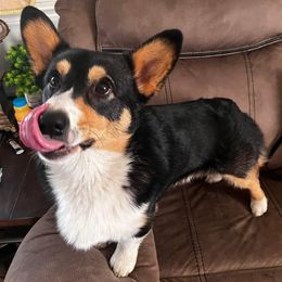 Jax - Pembroke Welsh Corgi