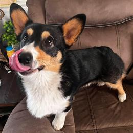 Jax - Pembroke Welsh Corgi