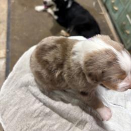 Girl 1 - Red merle female Australian Shepherd puppy in Almo, Kentucky from Riley's Paw Pals