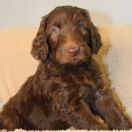 Captain - Orange collar - Chocolate male Labradoodle puppy in Grants Pass, Oregon from Oregon Valley Pups