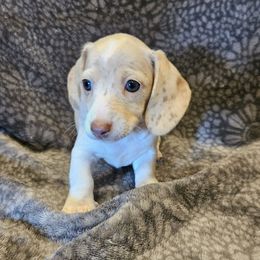 Harley - Isabella dapple piebald - Dapple female Dachshund puppy in Tower City, Pennsylvania from Stoney Mountain Mini Doxies