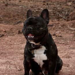 Wayne - French Bulldog