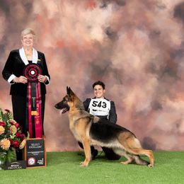 Sunny - German Shepherd