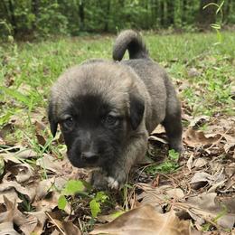 Boy 1- Green - Fawn male Anatolian Shepherd Dog puppy in La Grange, Georgia from Florida Anatolian Shepherds