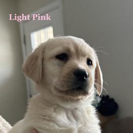 Light Pink - Yellow female Labrador Retriever puppy in Virginia Beach, Virginia from Viklan Labradors