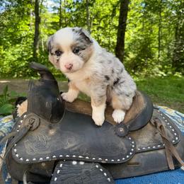 DeVaux - Blue merle female Australian Shepherd puppy in Tuftonboro, New Hampshire from Aussies Edge Farm