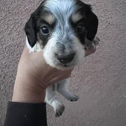 ... - Piebald male Dachshund puppy in Lordsburg, New Mexico from Bootheel Doxies