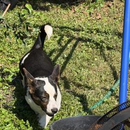 Nancy - Black and white female Cardigan Welsh Corgi puppy in Des Plaines, Illinois from Ataraxis Cardigan Welsh Corgis