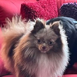 Circe - Pomeranian