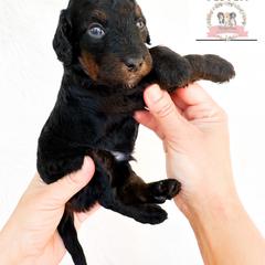 Aussiedoodle and Australian Mountain Doodle Puppies from Ridgeline Doodles