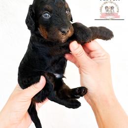 Aussiedoodle and Australian Mountain Doodle Puppies from Ridgeline Doodles