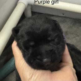 Purple girl - Black female German Shepherd puppy in Fredericksburg, Virginia from Trinity German Shepherd Dogs