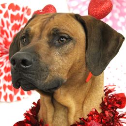 Rhodesian Ridgebacks from Oluchi Hounds