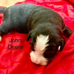 John Deere - Black rust and white male Bernese Mountain Dog puppy in Strasburg, Ohio from Lois Allison